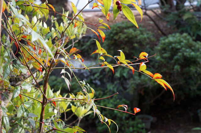 Sony NEX-F3 (17).JPG