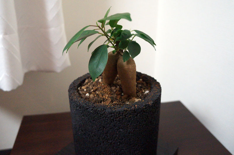 eco-pochi　ガジュマル 1.JPG