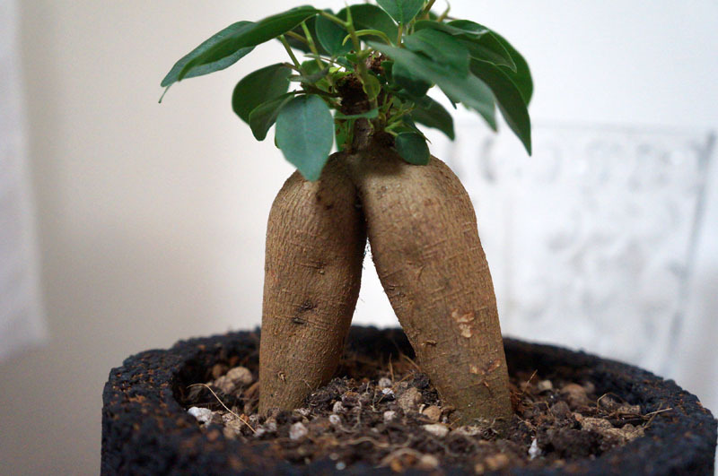 eco-pochi　ガジュマル 2.JPG