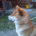 SIBA-dog