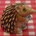 ハリネズミ