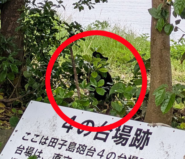 にゃんこ探し (3).jpg