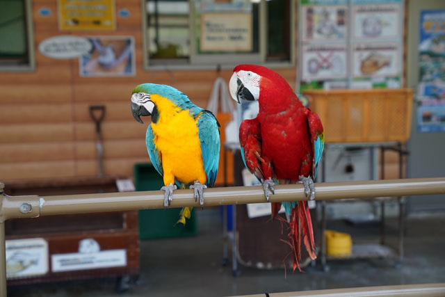 動物の森 (24).JPG