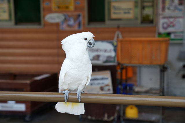 動物の森 (25).JPG