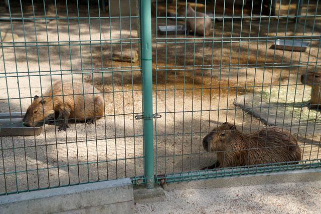動物の森 (5).JPG