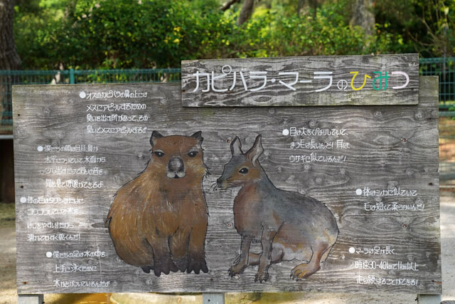 動物の森 (6).JPG