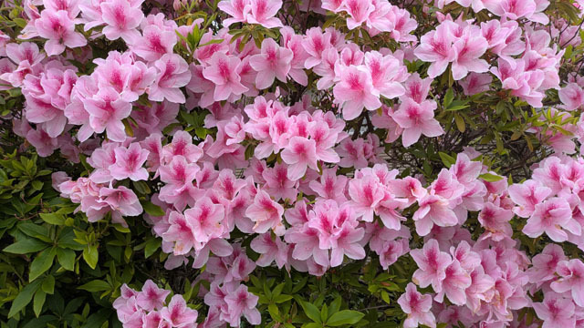 実家のお花 (2).jpg