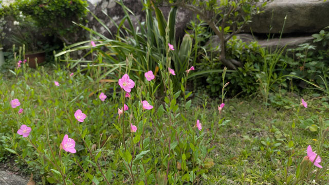 実家のお花 (3).jpg