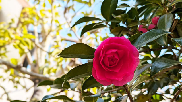 山茶花 (1).jpg