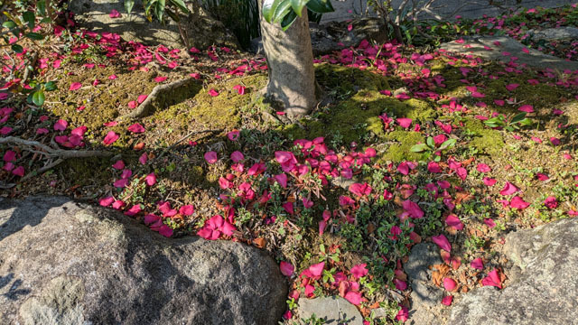 山茶花 (2).jpg