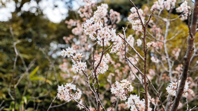桜.jpg