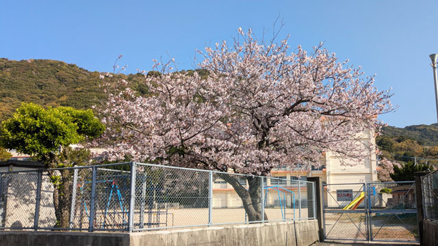 桜の入学式 (1).jpg