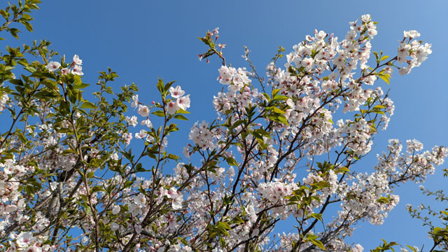 桜の入学式 (2).jpg