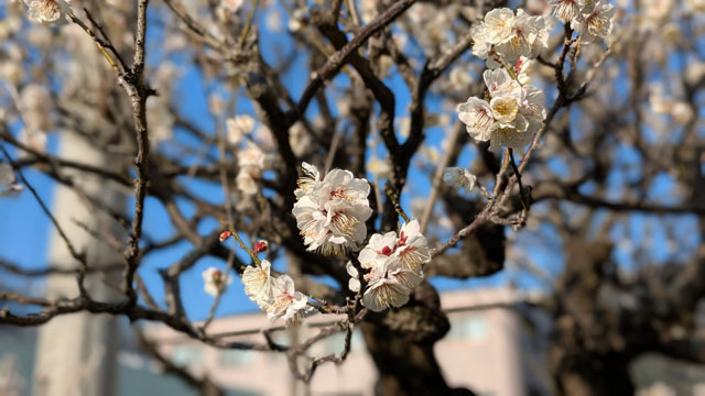 梅の花.jpg