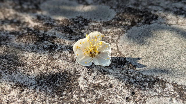 梅の花 (2).jpg