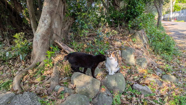 猫.jpg