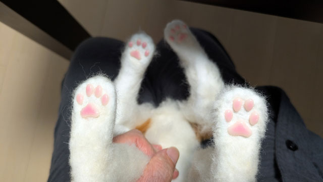 肉球を付ける (5).jpg