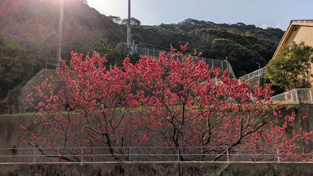 花桃 (1).jpg