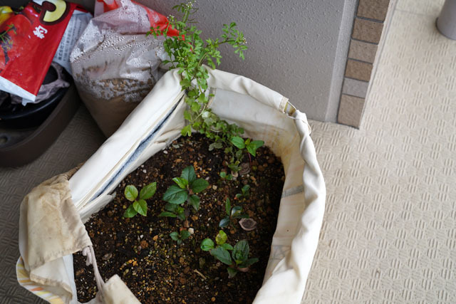 芽が出た.JPG